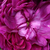 Fialová - Historické růže - Machové růže / Rosa muscosa - Capitaine John Ingram